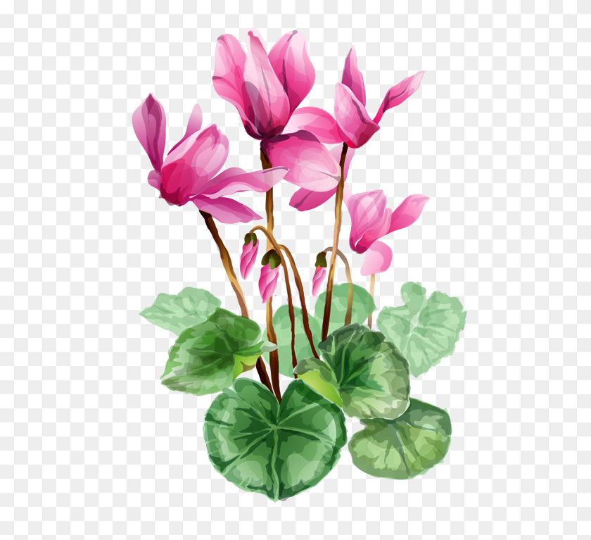 525x707 Восстание Понтиака Обзор Клипарт Цветы, Цветок - Розовые Акварельные Цветы Png