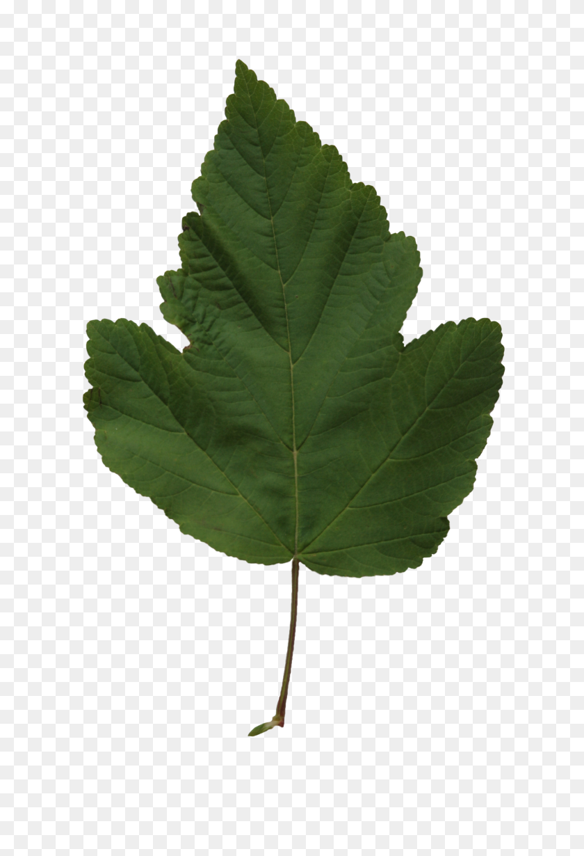 2304x3456 Poplar Leaf Texture Free Cut Out People, Trees And Leaves - Mint Leaves PNG