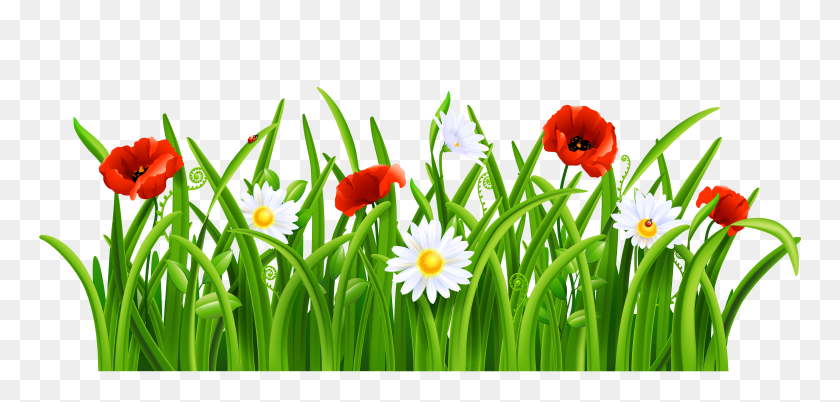 8192x3597 Poppies And Daisies With Grass Png Clipart Gallery - Spring Background PNG