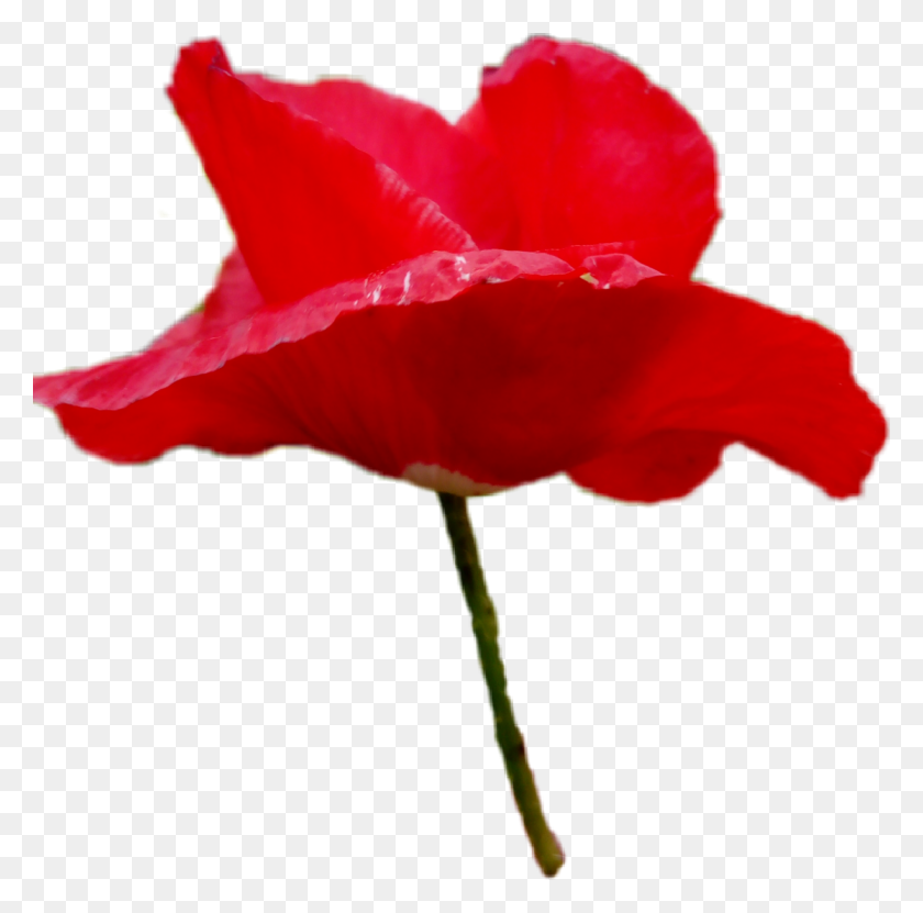 1225x1211 Poppy Coquelicot Flower Fleur Red Rouge - Poppy Flower PNG