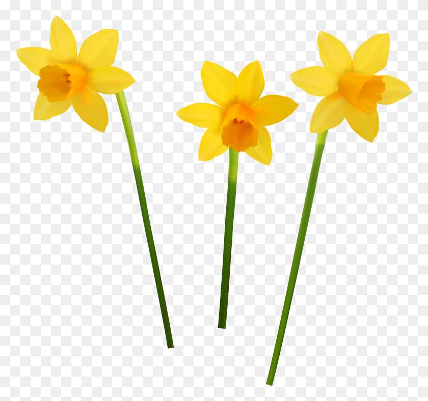 5000x4669 Popular And Trending Daffodil Hill Stickers - Daffodil PNG