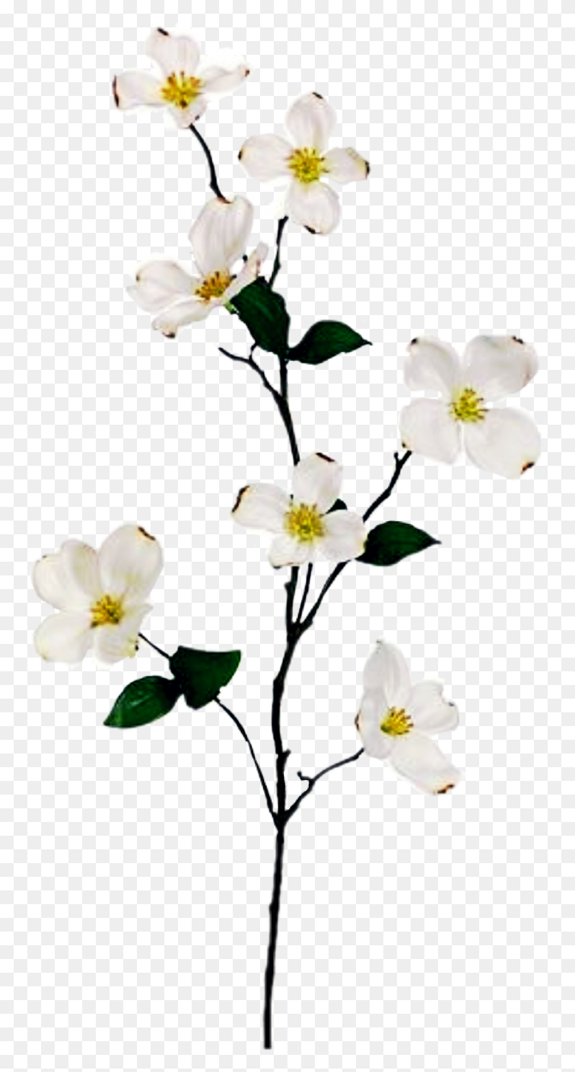 1271x2454 Popular And Trending Dogwood Tree Stickers - Dogwood Flower Clipart