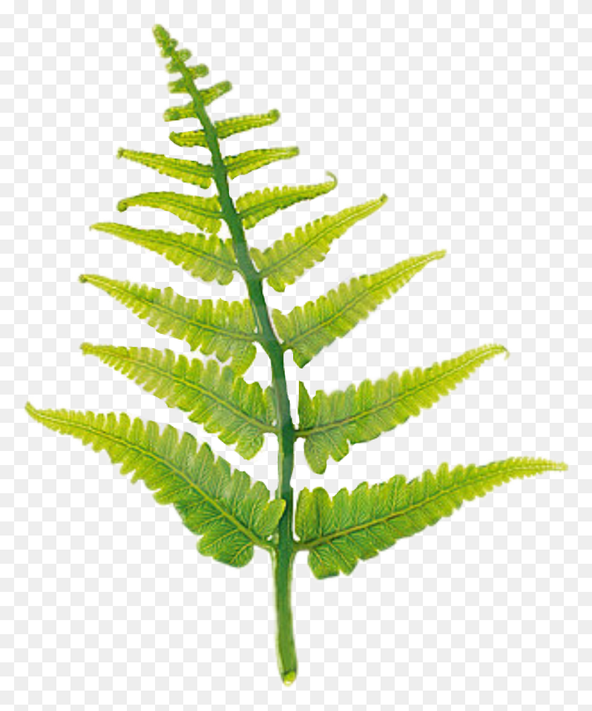 968x1178 Popular And Trending Fern Stickers - Ferns PNG