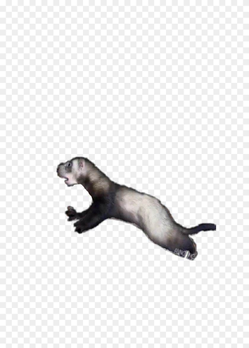 619x1115 Popular And Trending Ferret Stickers - Ferret PNG