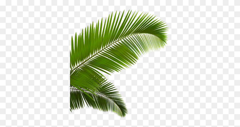 350x385 Popular And Trending Frond Stickers - Palm Frond PNG