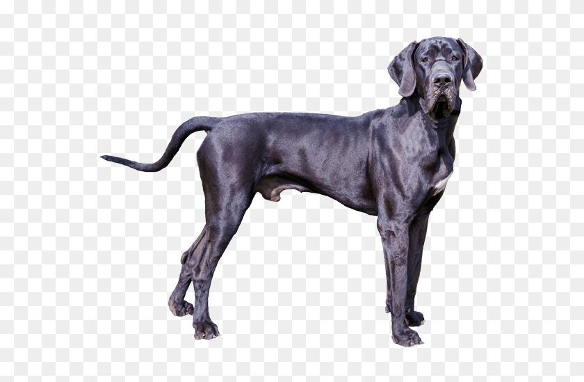 567x489 Popular And Trending Greatdane Stickers - Great Dane PNG