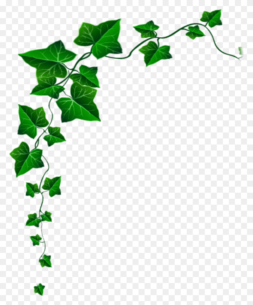 1161x1419 Popular And Trending Ivy Stickers - Ivy PNG