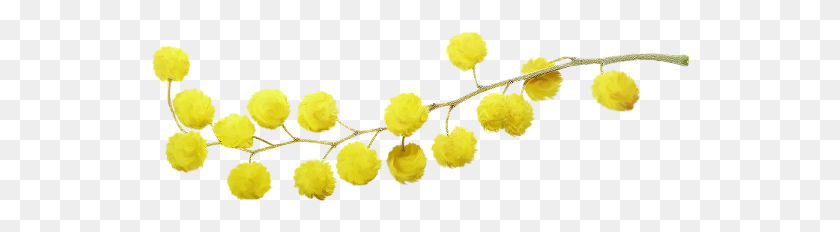 540x172 Pegatinas De Mimosa Populares Y De Tendencia - Mimosa Png