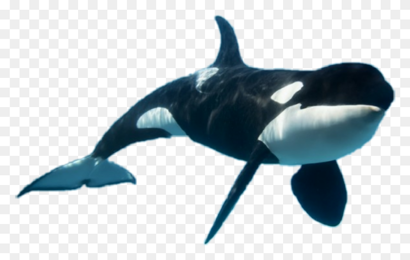 815x496 Popular And Trending Orca Stickers - Orca PNG