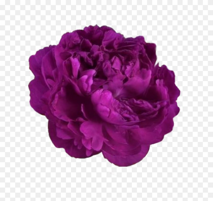 1055x992 Popular And Trending Peony Stickers - Peony PNG