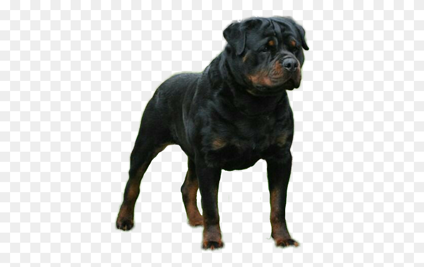 386x468 Popular And Trending Rottweiler Stickers - Rottweiler PNG