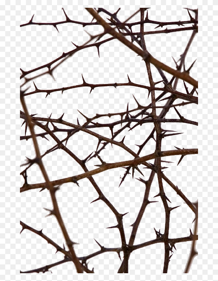 686x1024 Popular And Trending Thorns Stickers - Thorns PNG