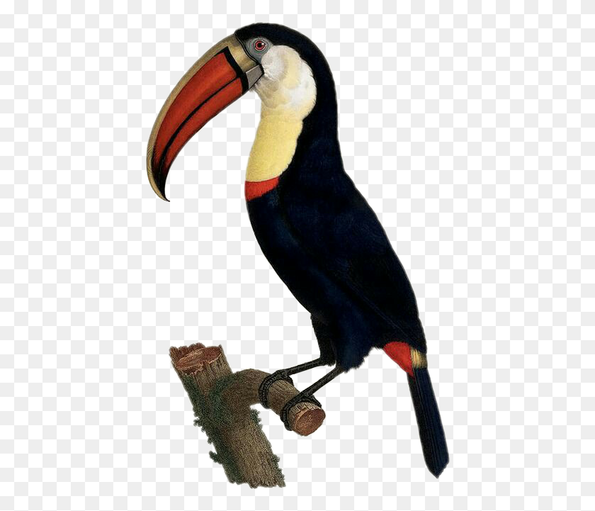 430x661 Popular And Trending Tucan Stickers - Tucan PNG