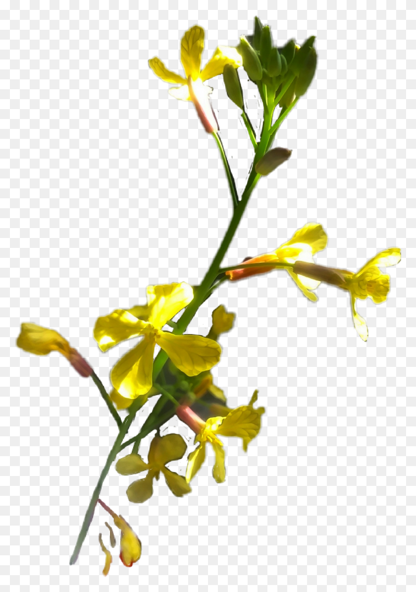 1101x1601 Pegatinas De Flores Silvestres Populares Y De Tendencia - Flores Silvestres Png