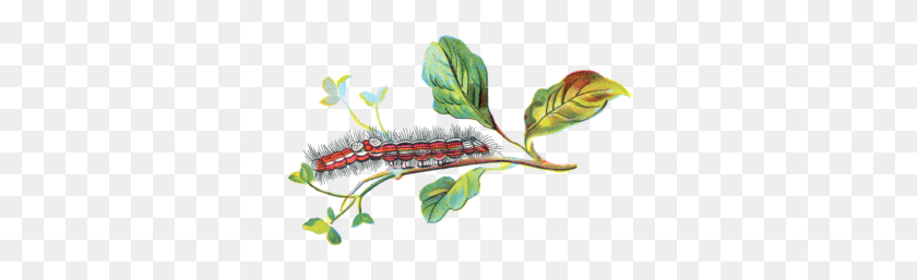 320x197 Porthesia Similis Caterpillar - Caterpillar Png