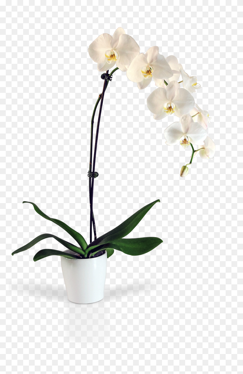 2275x3585 Орхидея Фалеанопсис В Горшке - Орхидеи Png
