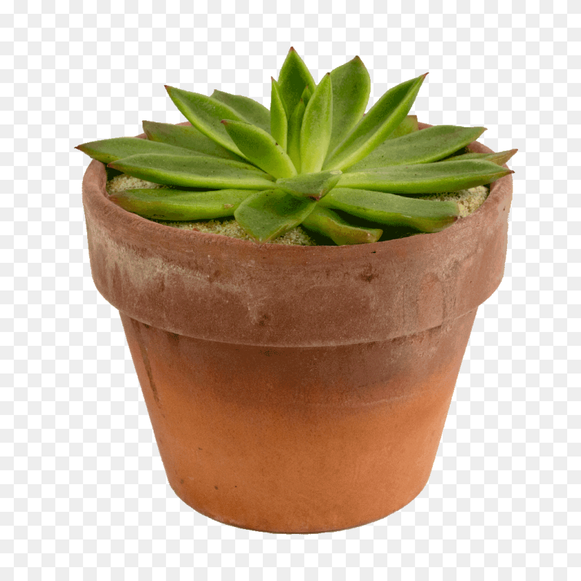 1024x1024 Potted Succulent In An Earthy Container That Replicates An Arid Desert - Succulent PNG