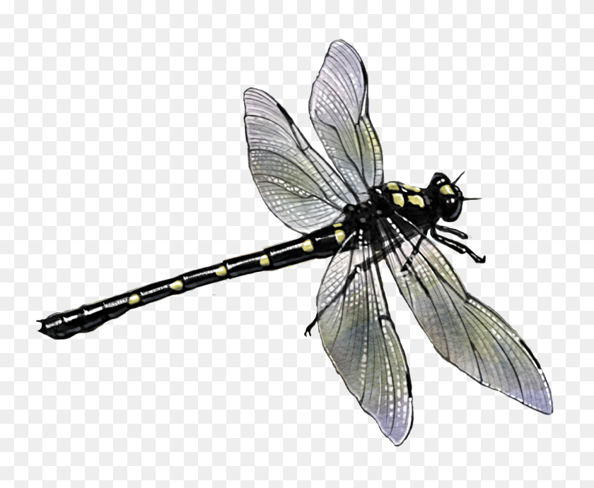 1185x960 Potton Burton Dragonfly - Dragonfly PNG