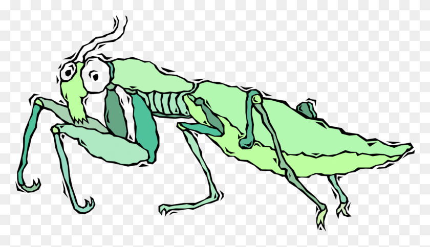 1289x700 Mantis Religiosa De Insectos - Mantis Religiosa Png