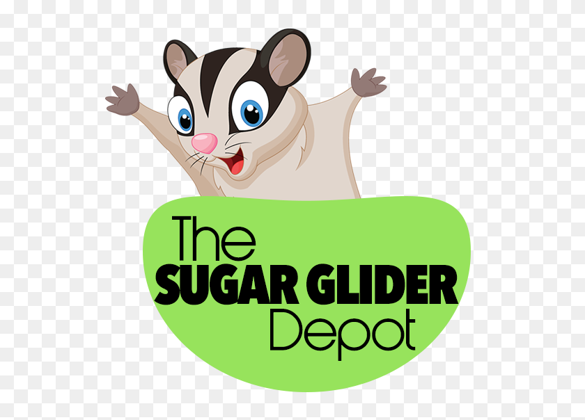 545x544 Tienda De Juguetes Prefabricados De Los Estados Unidos Sugar Glider Depot - Sugar Glider Clipart