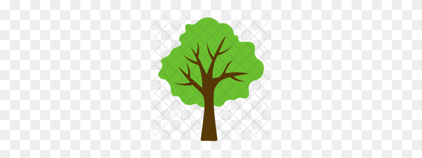 256x256 Premium Basswood Tree Icon Download Png - Tree Illustration PNG