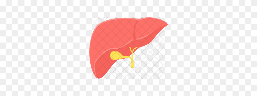 256x256 Premium Liver Icon Download Png - Liver PNG