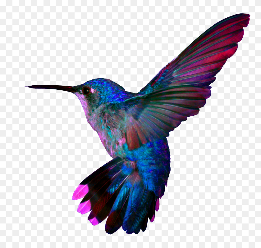 1366x1295 Pretty Birds Hummingbird - Hummingbird PNG
