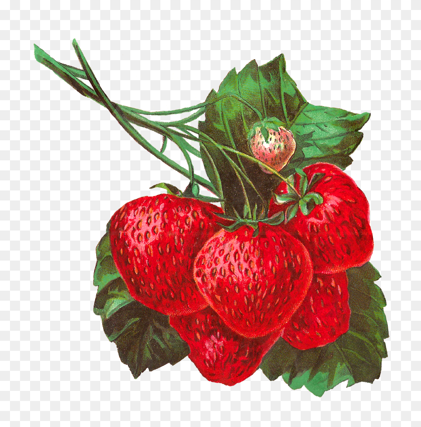 1551x1575 Pretty Digital Strawberry Clip Art In Gorgeous Detail And Color - Raspberry Clipart