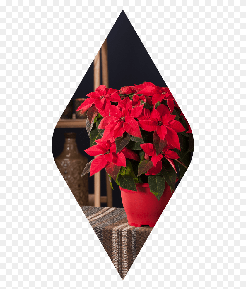 485x928 Princettia Indian Red Instant Ambiance Poinsettia Euphorbia - Poinsettia PNG