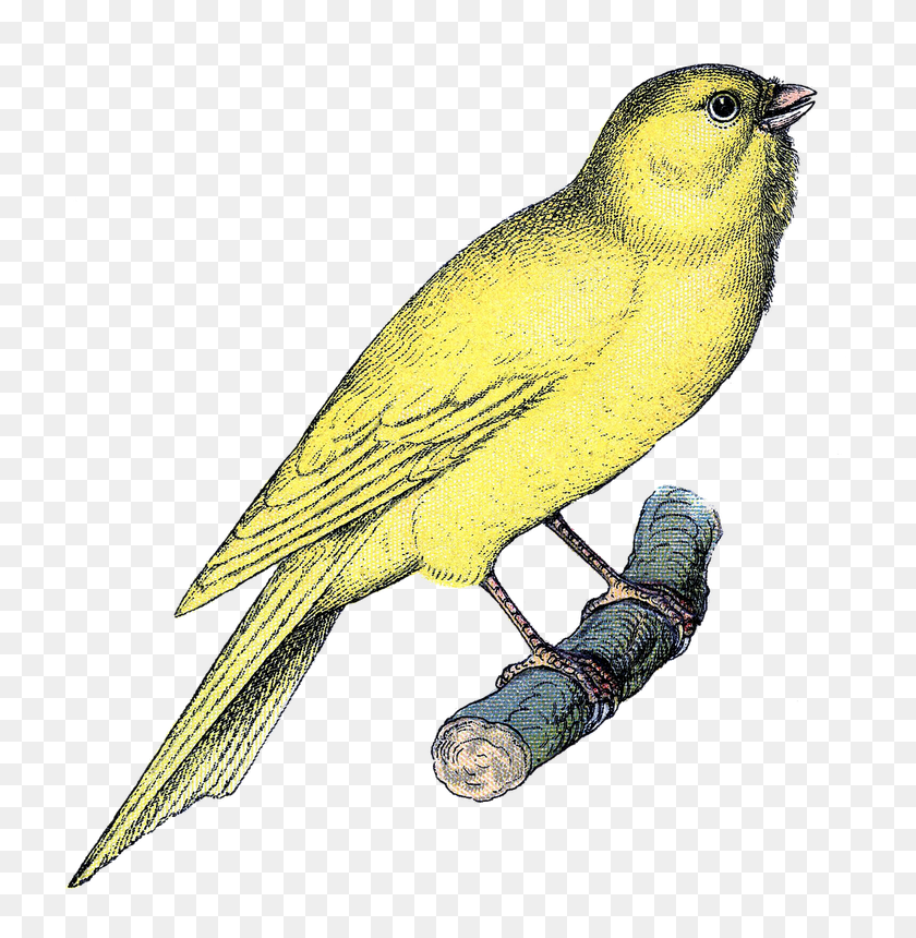 774x800 Printables Bird, Art - Canary Clipart