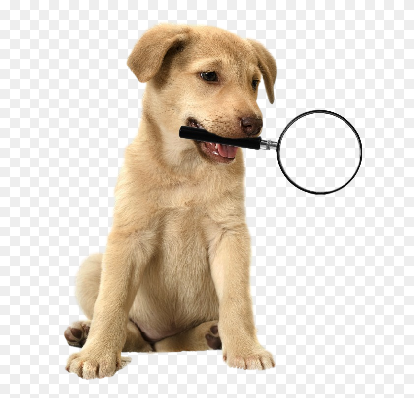 650x748 Privacy Protection - Golden Retriever PNG