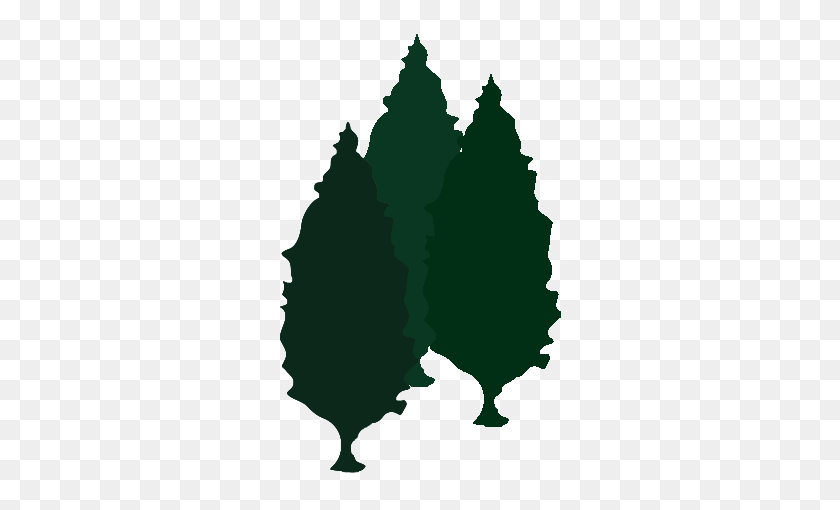 300x450 Privacy Trees - Willow Tree PNG