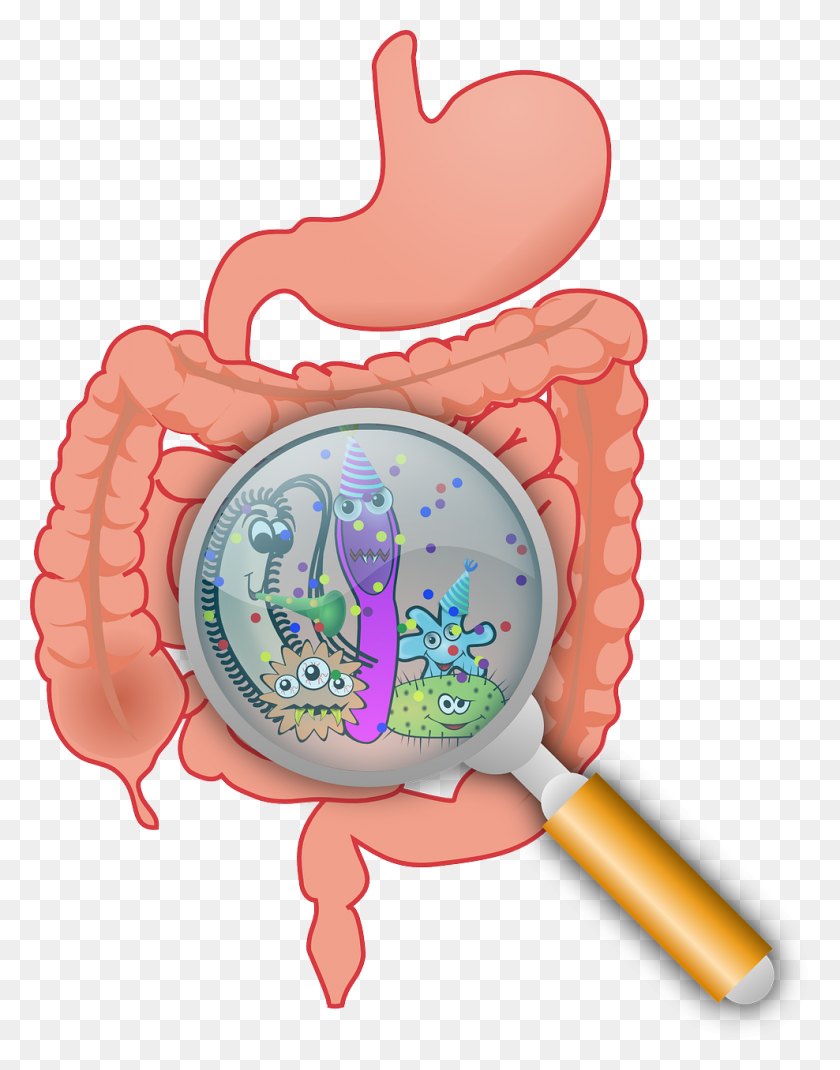 988x1280 Probiotics And Stomach Acid Prebiotics For Gut Health - Its A Small World Clip Art