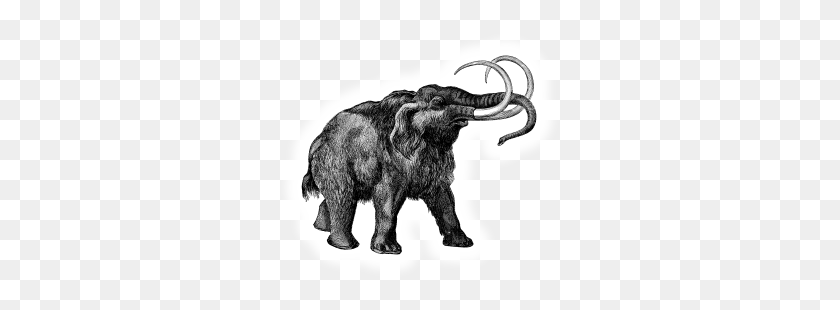 295x250 Proboscidea Big Animals - Mammoth PNG