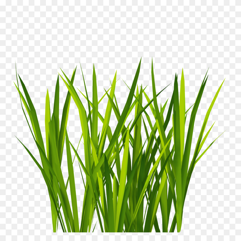 1024x1024 Project - Grass Texture PNG