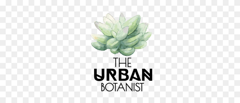 261x300 Propagating Succulents The Urban Botanist Terrarium Workshops - Succulents PNG