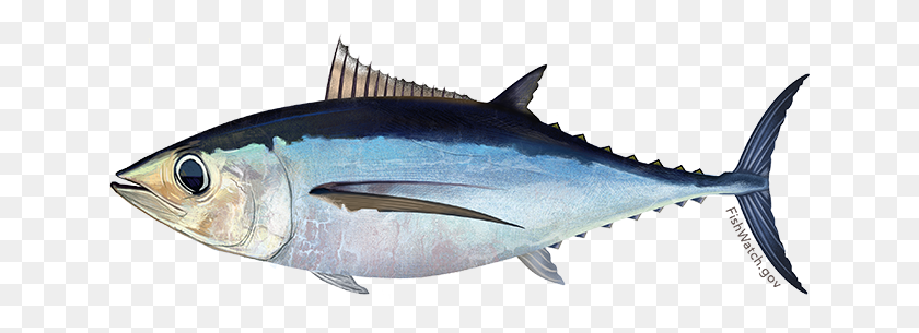 640x245 Proposed Rule For Atlantic Bluefin Tuna And Northern Albacore - Tuna PNG