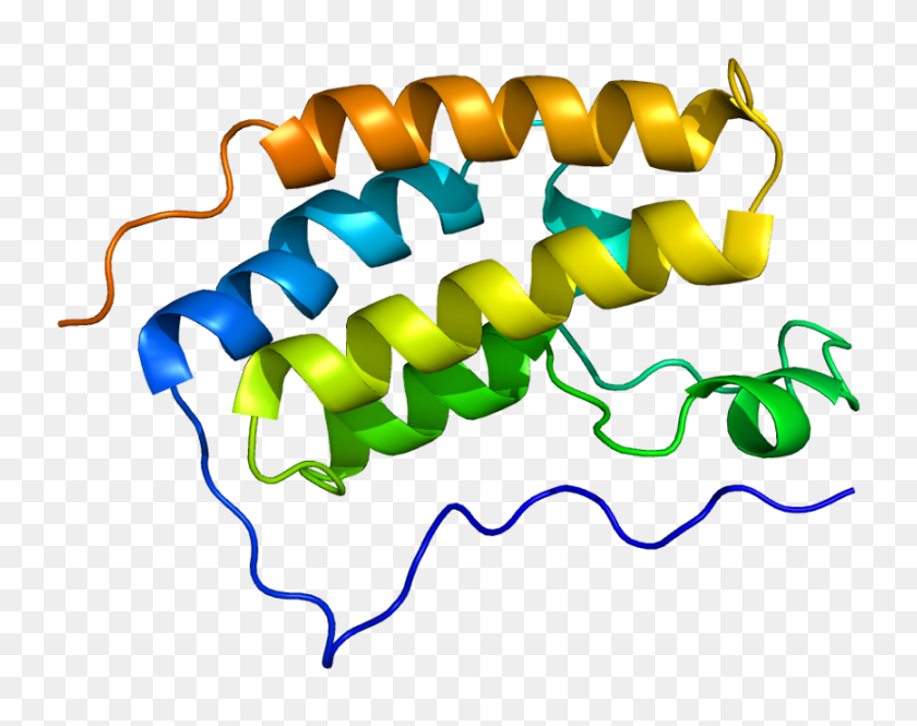 867x673 Interacciones Proteicas - Proteína Png