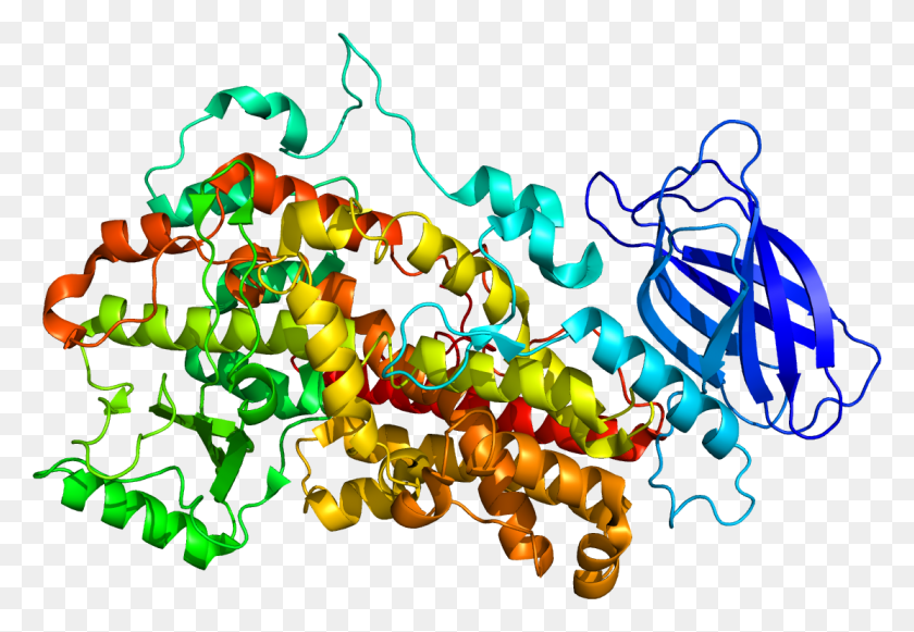1111x743 Protein Pdb - Protein PNG