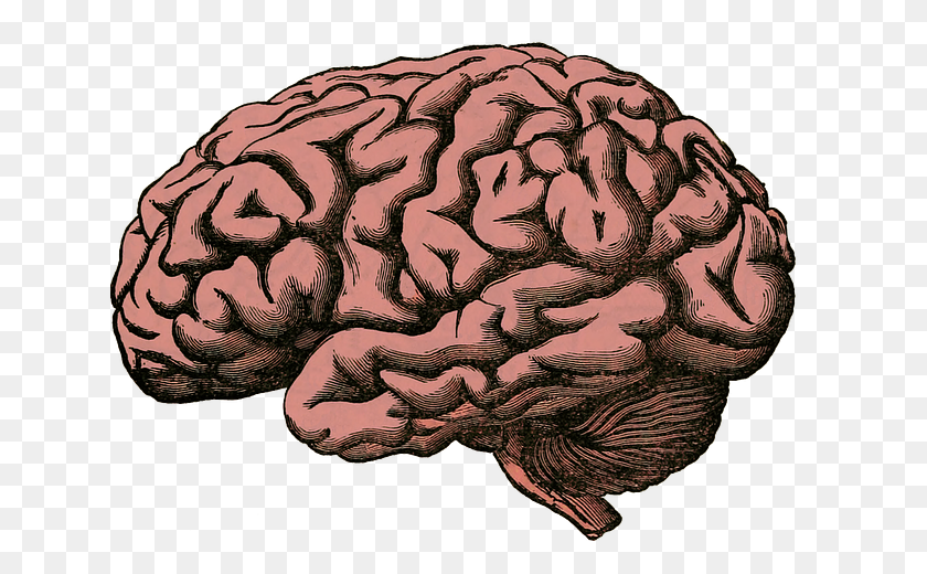 640x460 Белок Лечения Болезни Альцгеймера - Человеческий Мозг Png