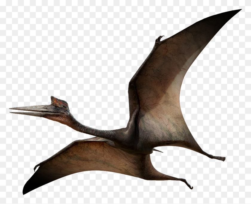 903x720 Pterosaurios Png Descargar Gratis - Pterodactyl Png
