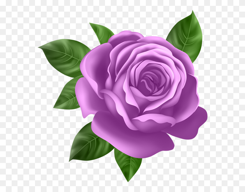 590x600 Purple Art, Flowers, Flower Art - Purple Rose PNG