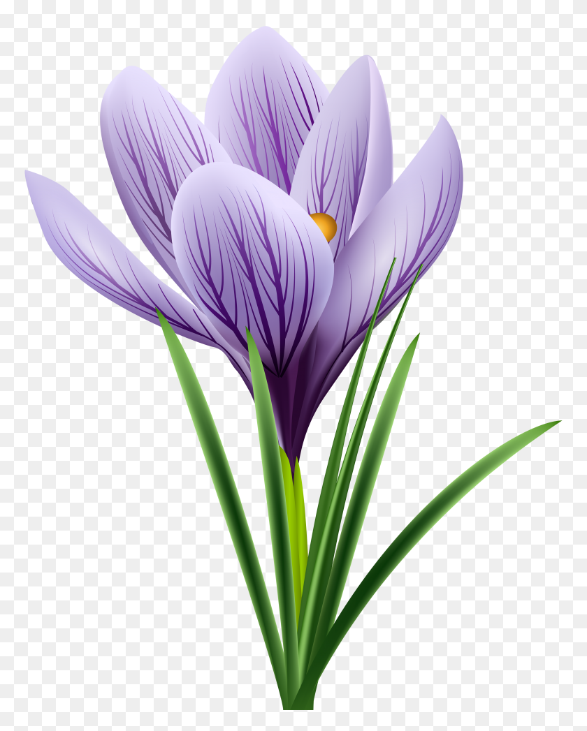 4737x6000 Purple Crocus Transparent Png Clip Art Gallery - Spring Clipart