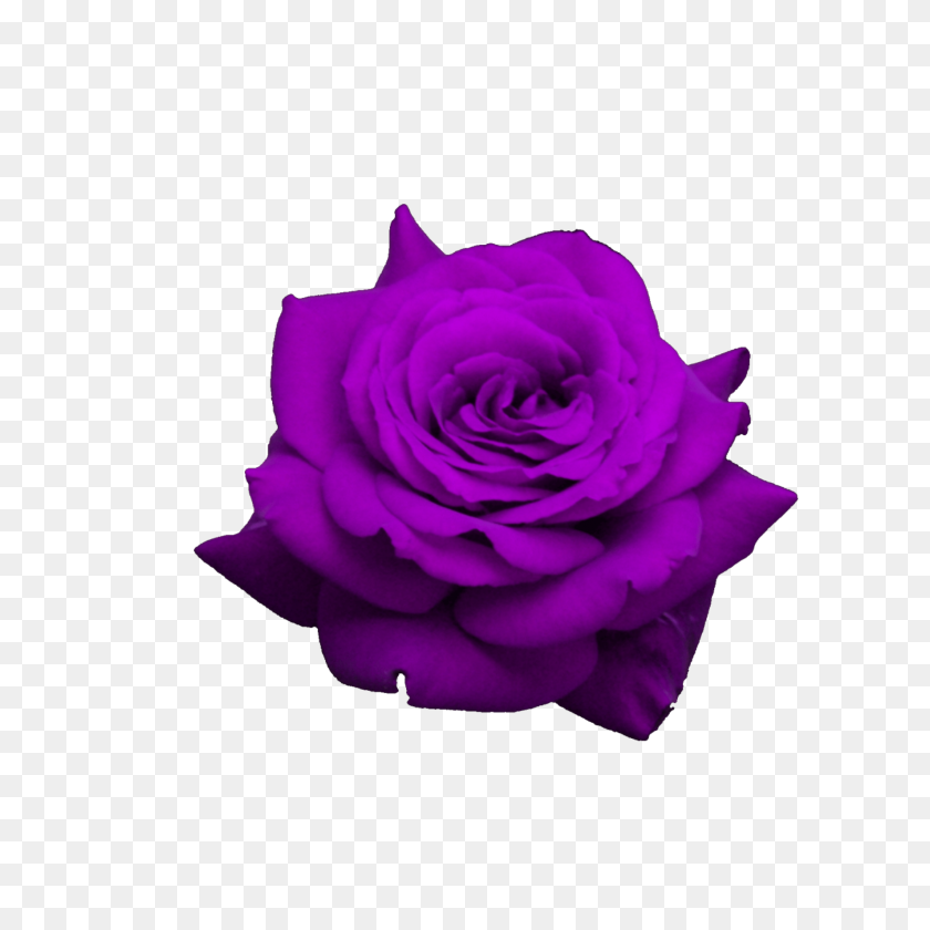 1773x1773 Purple Flower Rose Ftestickers - Purple Rose PNG