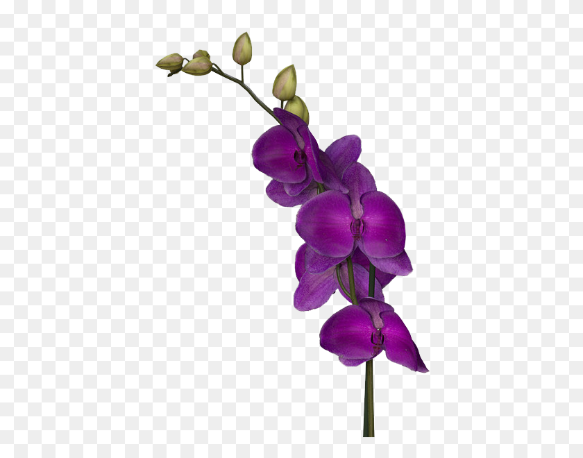600x600 Purple Flowers Download Png Image Png Arts - Purple Flower PNG