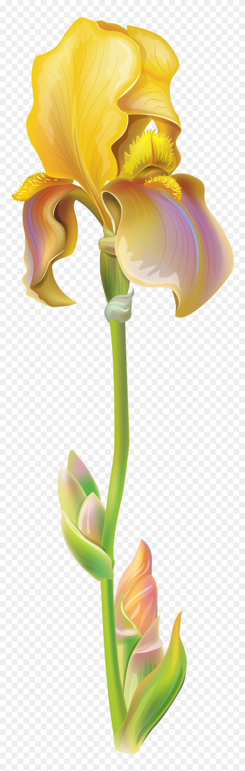 1823x6038 Purple Iris Flower Png Clipart - Iris PNG