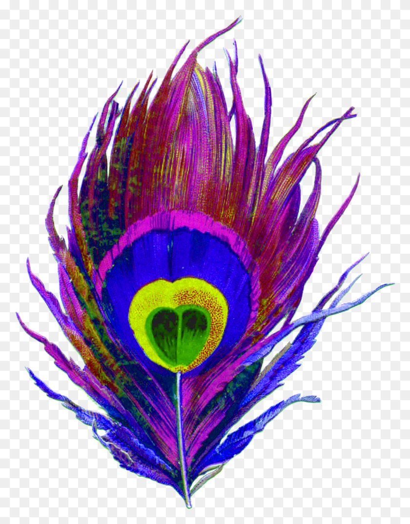 1000x1301 Purple, Peacock, Bird, Feather, Colorful, Eye, Designs - Peacock Feather PNG