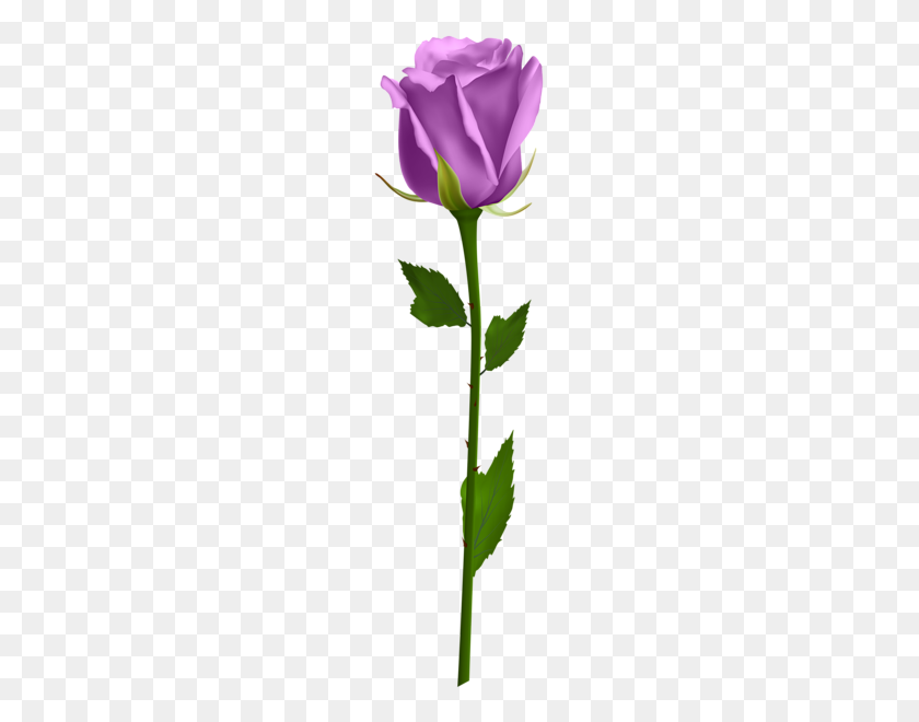 162x600 Purple Rose Clip Art Image Pretty Flowers Purple - Lavender Flower Clipart