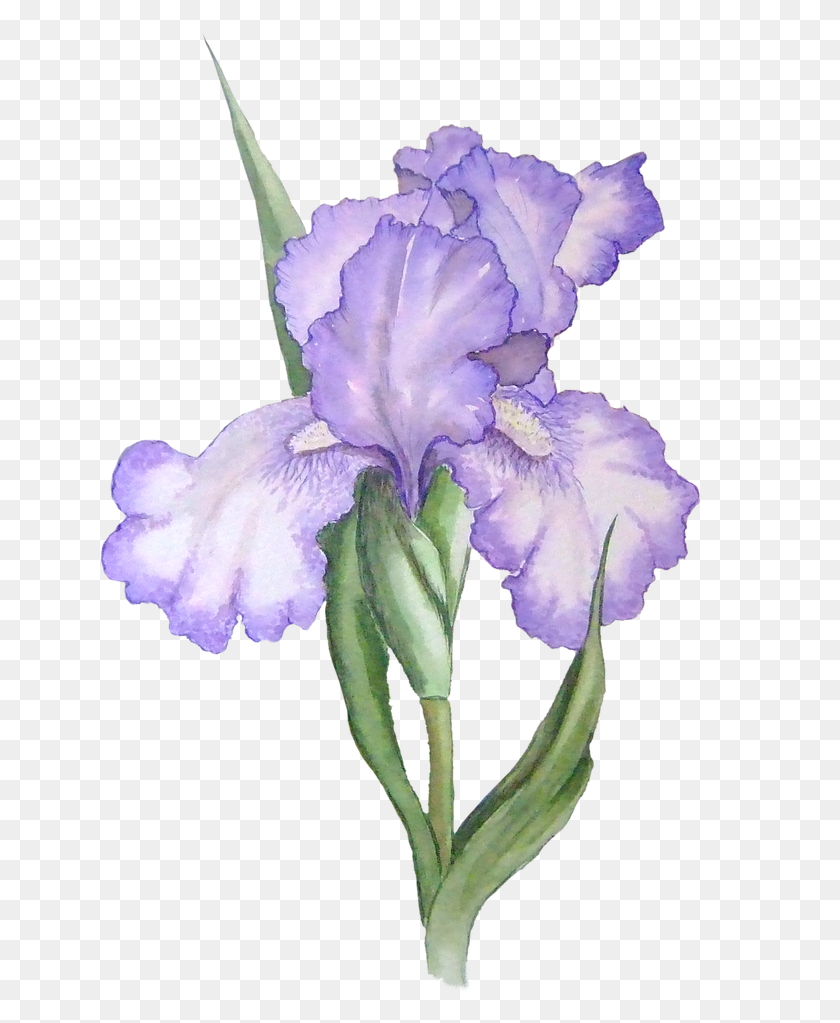 640x963 Фиолетовая Роза Клипарт На Прозрачном Фоне - Фиолетовая Роза Png