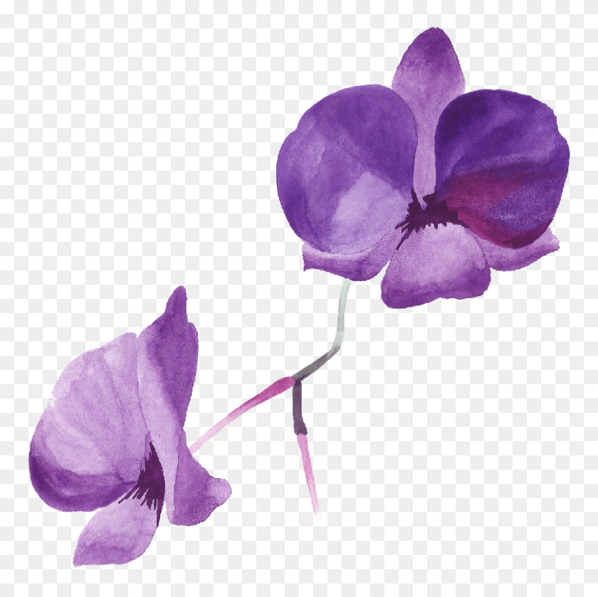 808x807 Purple Rose Petals Png, Rose Purple Transparent Png Clip Art Image - Rose Petals PNG